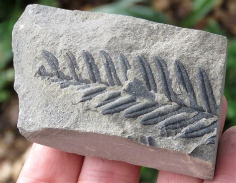 authentic fossils for sale uk.